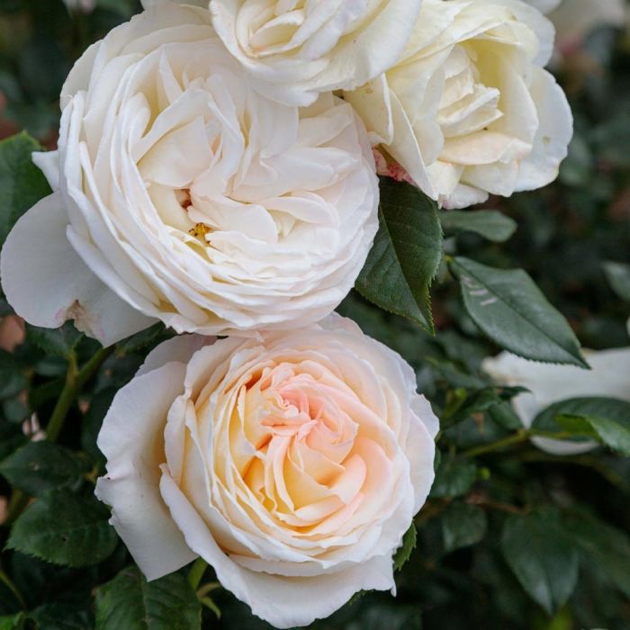 CAMILLE CLAUDEL® Meiroguste